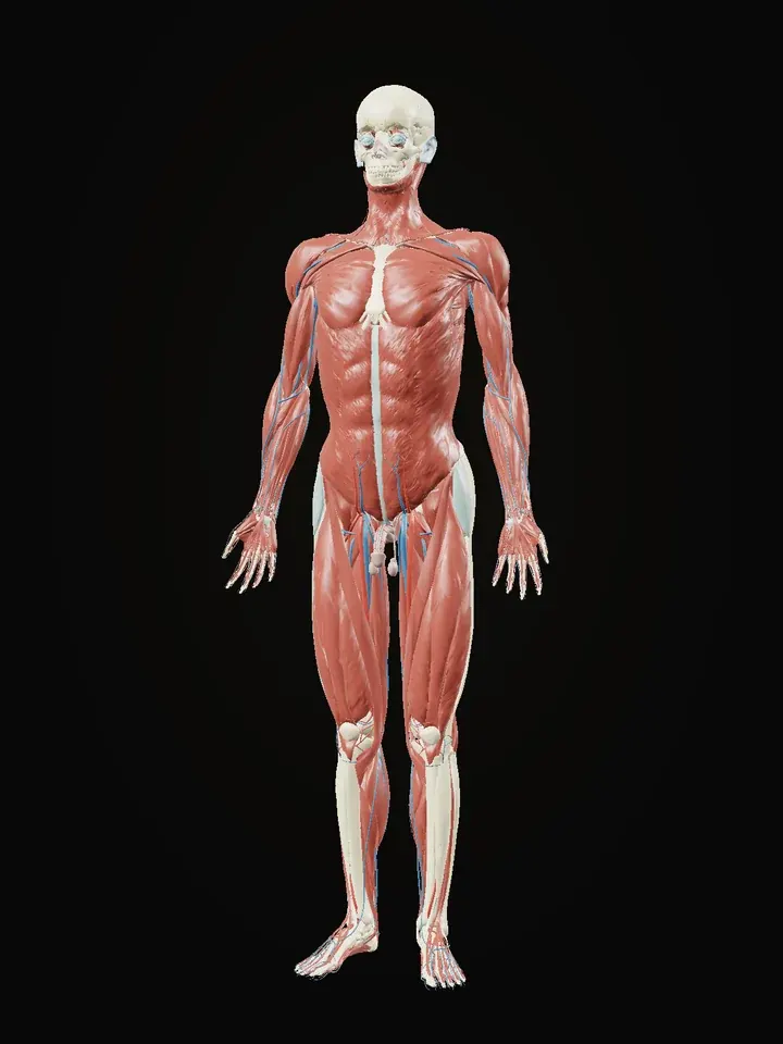 Le corps humain en 3D, avec ses organes et son squelette
